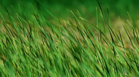 Sedge and wind4 Stock Footage 740013