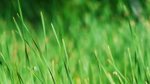 Sedge and wind6 Stock Footage 740012