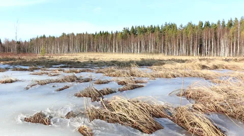 Sedge appearing from melting bog in springtime Stock Footage 36567474