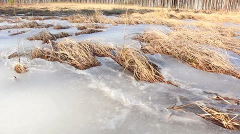 Sedge appearing from melting bog in springtime Video stock 36568064