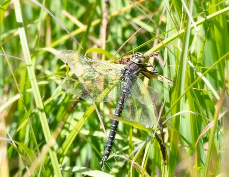 Sedge Darner Dragonfly (Aeshna juncea) Perched in Dense Vegetation  Stock Photos