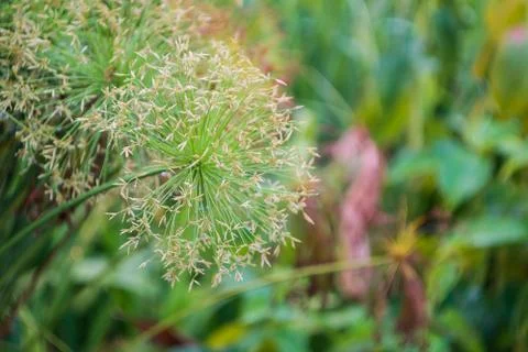 Sedge flower Stock Photos