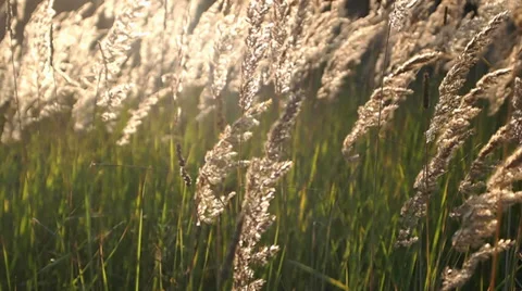 Sedge Vídeo Stock 29356466