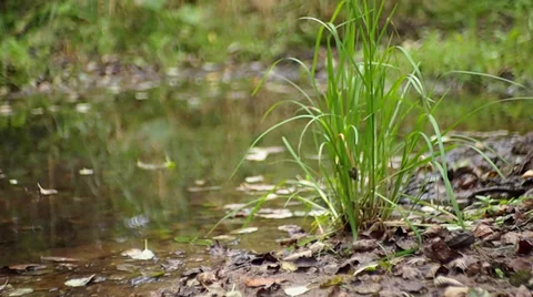 Sedge Stock-Footage 29668774