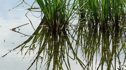 Sedge Stock Footage 35717383