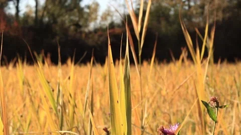 Sedge Stock Footage 166561046