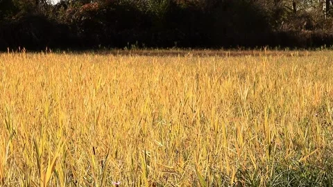 Sedge Stock Footage 166832346