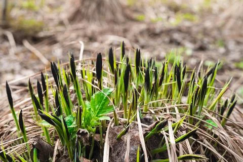Sedge grass Foto stock