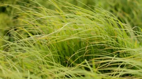 Sedge Grass Under The Windy Weather Stock Footage 11269996