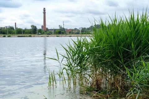 Sedge grows in water. Stock Photos