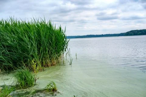Sedge grows in water. Stock Photos