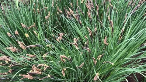 Sedge or reed spring flowering Stock Footage 329418335