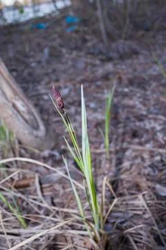 Sedge Stock Photos