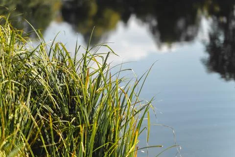 Sedge in the pond Foto stock