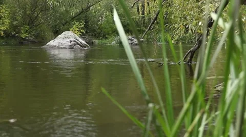 Sedge on the river Stock Footage 42178647