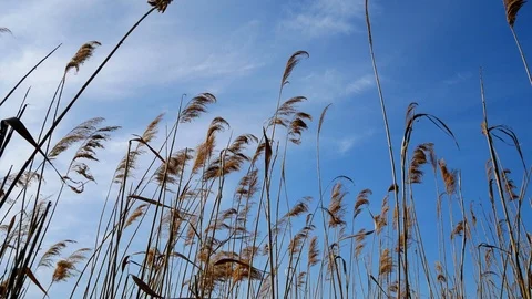 Sedge thickets sway by the wind against the evening sky Stock Footage 108216307