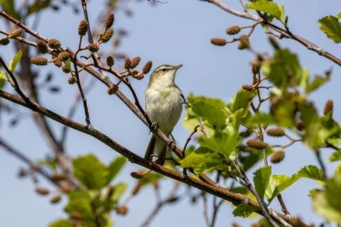 Sedge warbler in an alder tree Stock Photos
