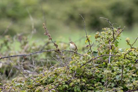 Sedge warbler on a bramble stem by a meadow Stock Photos