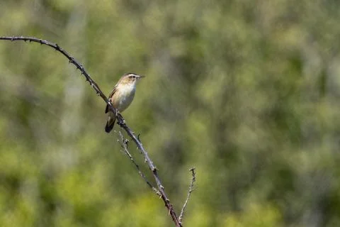 Sedge warbler on a bramble stem Stock Photos
