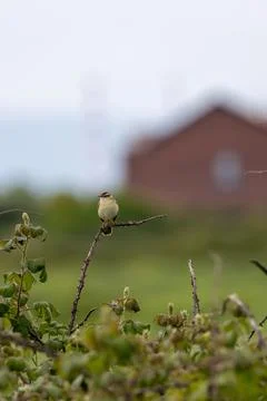 Sedge warbler on a bramble stem Stock Photos