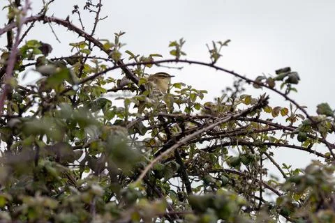 Sedge warbler in a bramble thicket Stock Photos