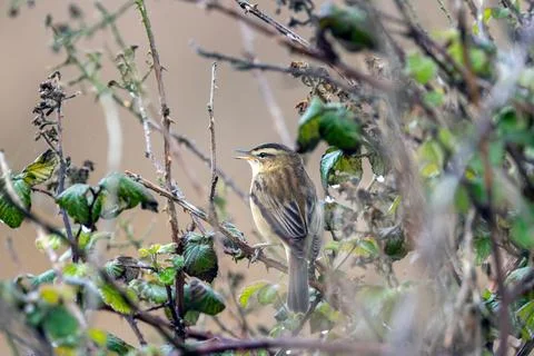Sedge warbler calling from a bramble stem Stock Photos