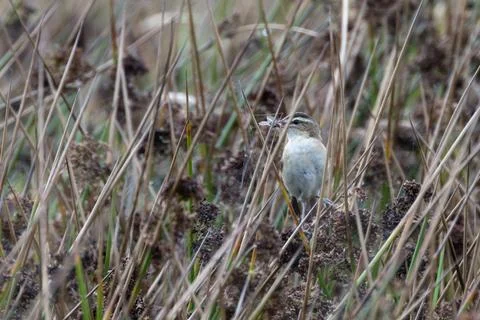 Sedge warbler carrying an insect in dry rushes Stock Photos