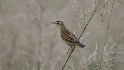 Sedge Warbler flies away from the grass, 4K slomo Stock Footage 169785002