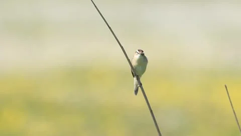 Sedge Warbler Stock Footage 11147030