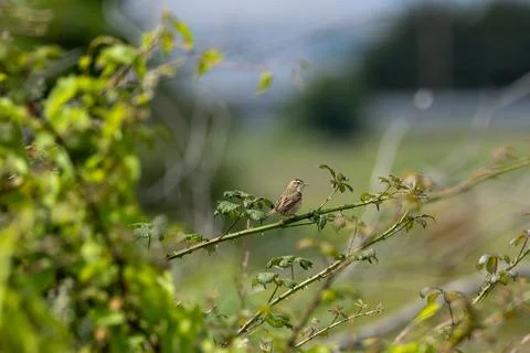 Sedge warbler on a green bramble stem Stock Photos