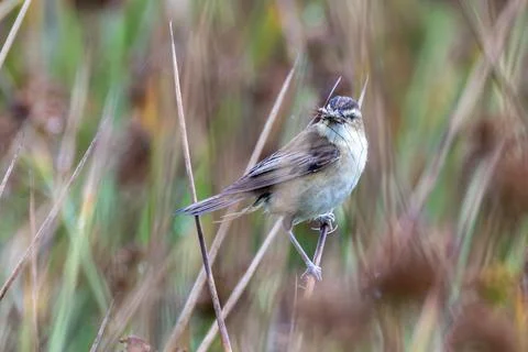 Sedge warbler with an insect on a dry stem Stock Photos