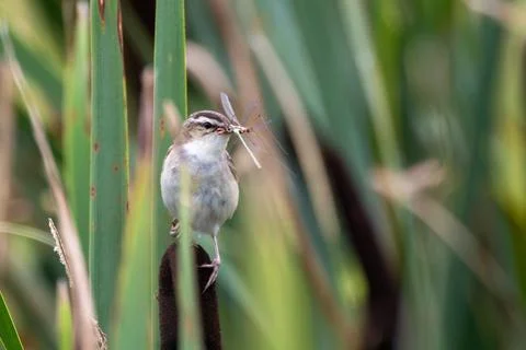 Sedge warbler with an insect in its bill Stock Photos