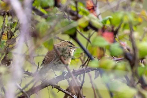 Sedge warbler perched on a bramble stem Stock Photos
