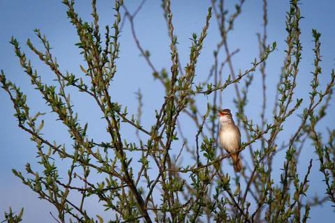 Sedge warbler Stock Photos