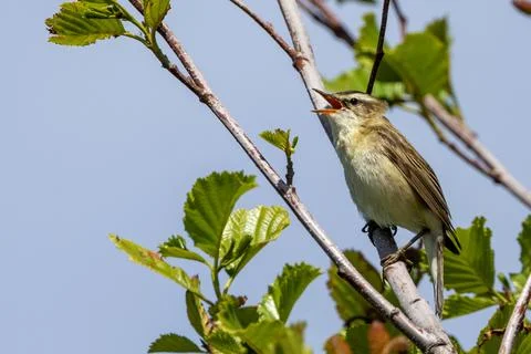 Sedge warbler singing in an alder tree Stock Photos