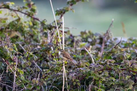 Sedge warbler singing in early light Stock Photos