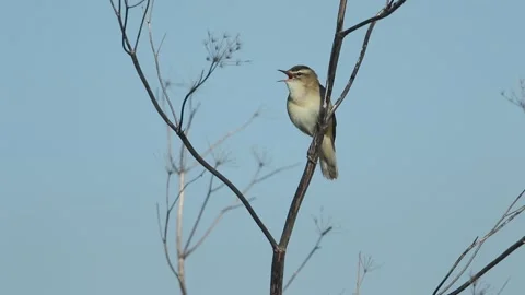 A Sedge Warbler, singing perching on a dead plant at the side of a stream. Vídeos de archivo 275888422