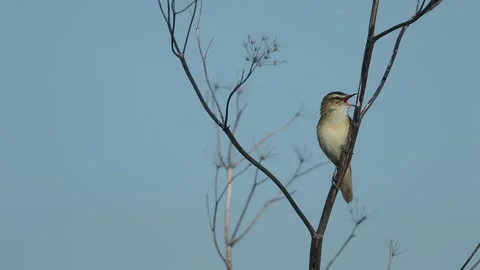 A Sedge Warbler, singing perching on a dead plant at the side of a stream. Vídeos de archivo 276149557