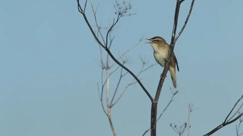 A Sedge Warbler, singing perching on a dead plant at the side of a stream. Vídeos de archivo 276149655