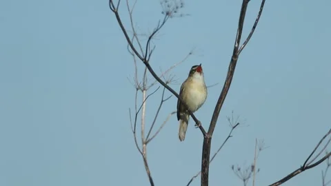 A Sedge Warbler, singing perching on a dead plant at the side of a stream. Vídeos de archivo 276347489