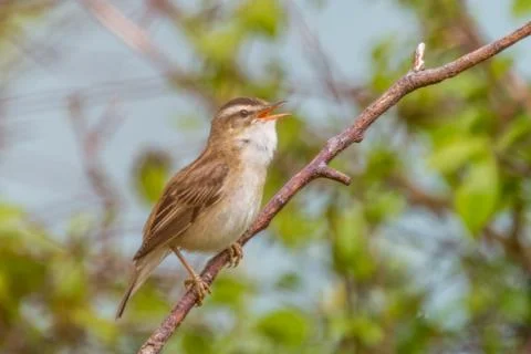 Sedge warbler singing Foto stock