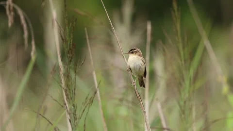 Sedge warbler singing on reed in slow motion Stock-Footage 323725977