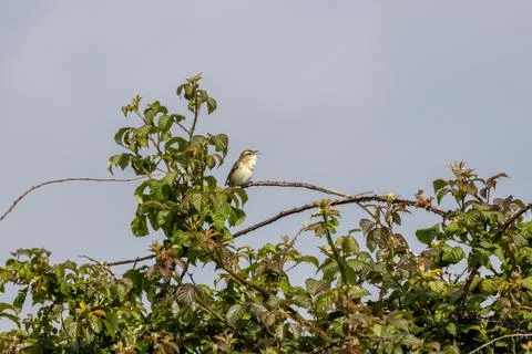 Sedge warbler singing from the top of a bramble Stock Photos