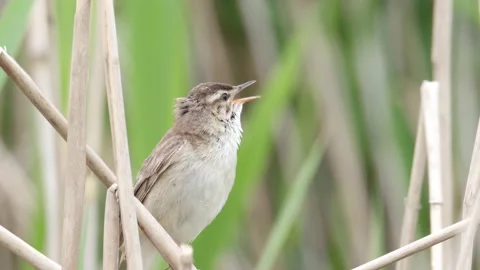 Sedge warbler singing while sitting in the reeds Stock Footage 181482146