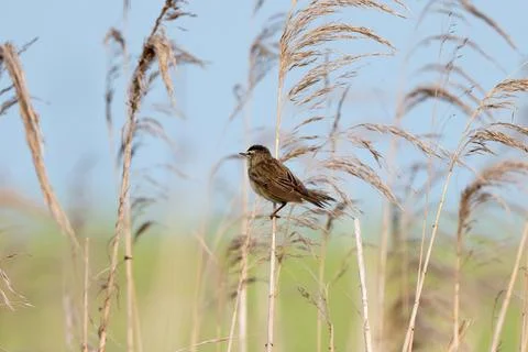 Sedge Warbler Sitting On Reed Stock Photos