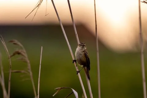 Sedge Warbler Sitting On Reed Foto stock