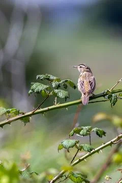 Sedge warbler on a sunlit bramble stem Stock Photos
