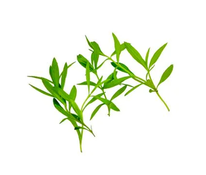 Sedge, weed isolated on white background Fotos de archivo