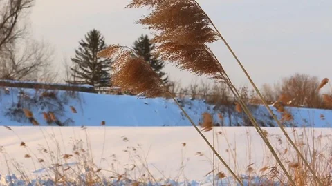 Sedge on a wind on a cold winter day Stock Footage 86894461