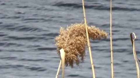 Sedges swaying in the wind Stock Footage 75825392